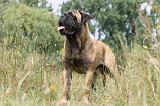 BULLMASTIFF 272